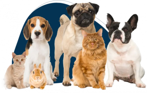 How To Bathe Your Pet Without Scratches And Stress